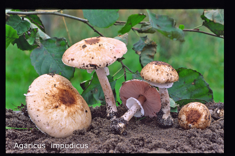 Agaricus impudicus-amf161-2.jpg - Agaricus impudicus ; Syn1: Psalliota impudica ; Syn2: Agaricus reae ; Non français: Agaric impudique